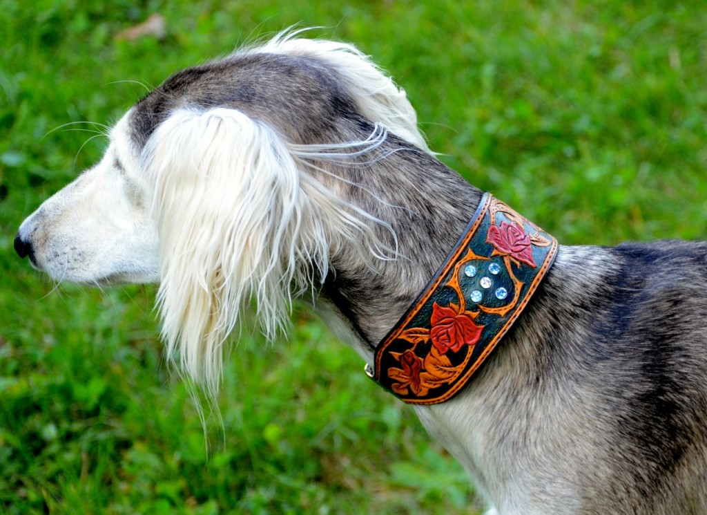 Saluki collar cheap